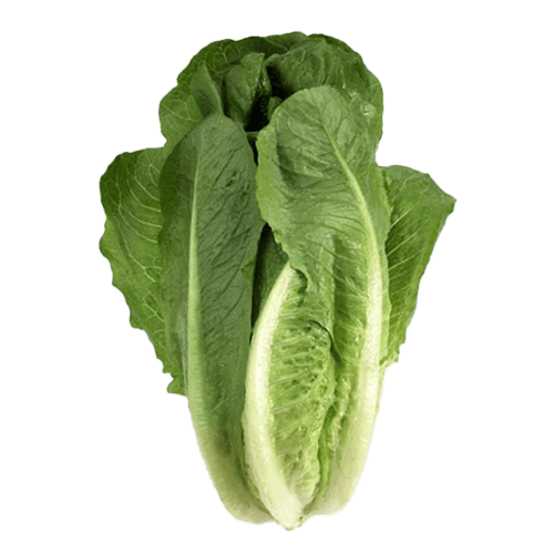 Lettuce Romani 1 pc